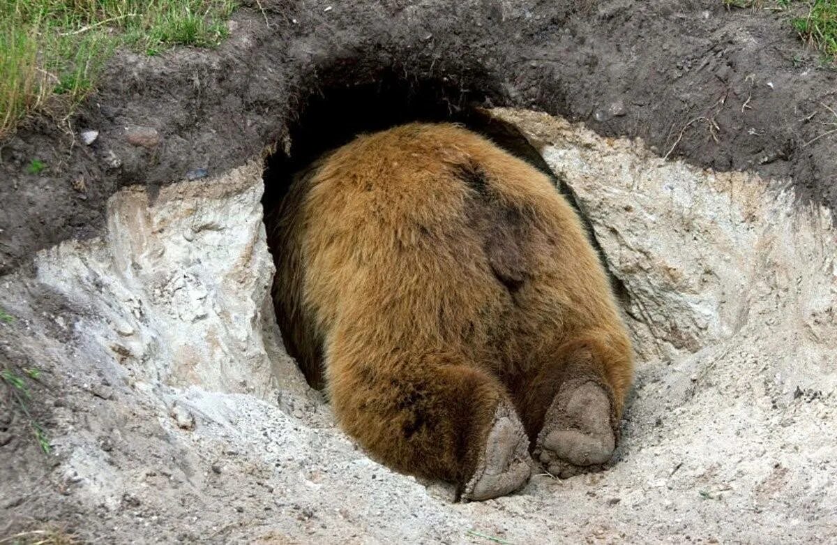 Бурый медведь зимой в берлоге. Берлога медведя в лесу. Бурый медведь. Бурый медведь в лесу. Житель тывы месяц жил с медведем в берлоге.