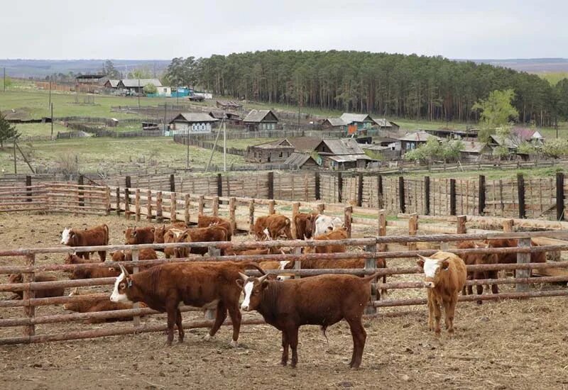 Иркутск крс. Сельскохозяйство Иркутской области. Сельское хозяйство Иркутск. КФХ Иркутской области. Скотоводческое хозяйство в Бурятии.