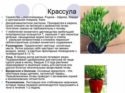 Денежное дерево черешковое или сидячее