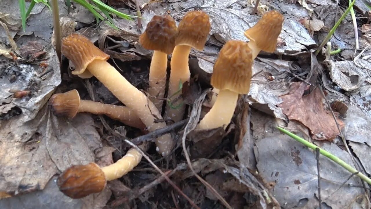 Первый гриб после зимы. Первые грибы в мае сморчки. Апрельские грибы Подмосковья. Самые ранние весенние грибы в лесу на с. Грибы в апреле.