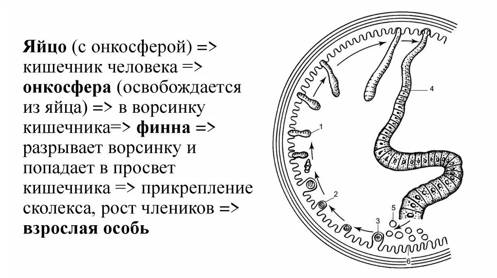 Онкосфера. Строение кишечной ворсинки. Онкосфера цестод. Яйцо с онкосферой