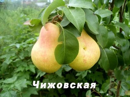 Груша чижовская зимостойкость