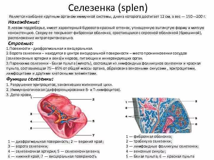 Легкие положение функции. Селезенка строение и функции. особенности строения селезенки. строение селезенки и ее функции. внутреннее строение селезенки анатомия.