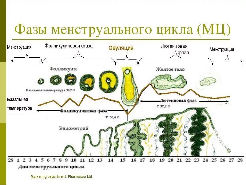 Фазы менструального цикла схема. 2 Фаза цикла как называется. Фазы цикла у женщин по дням схема. 2 День менструационного цикла какая фаза.