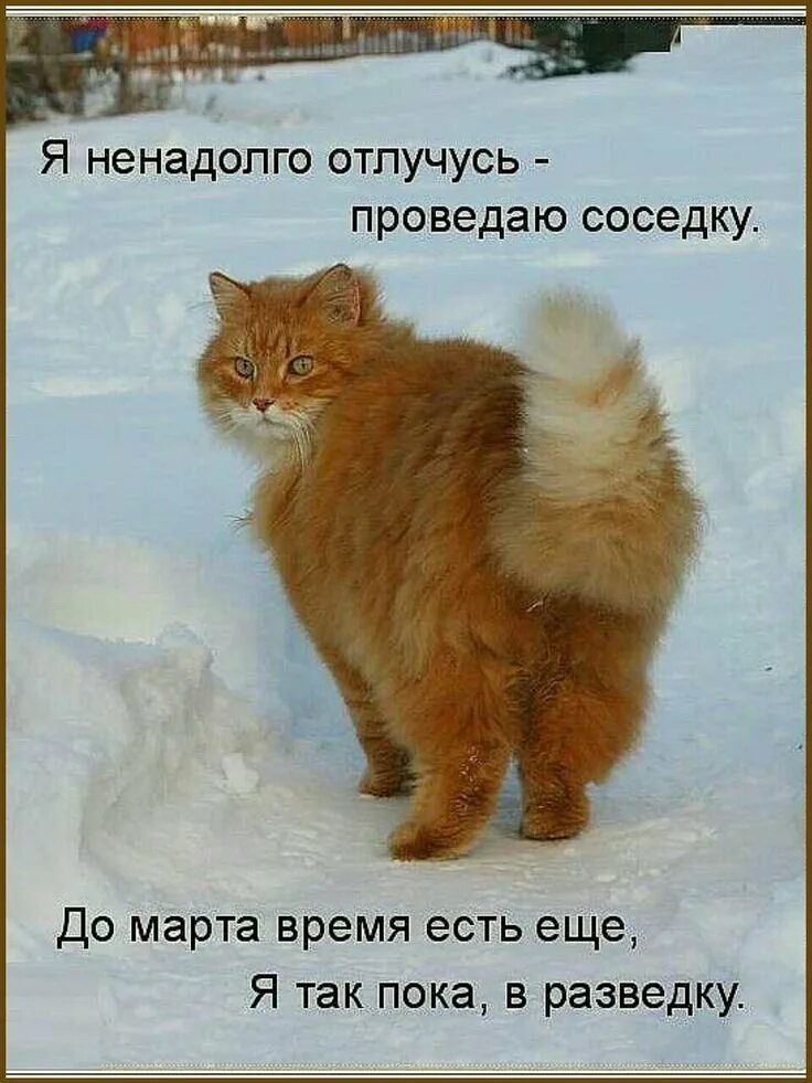 Прикольные картинки про зиму с надписями. Мартовский кот. весенние коты с надписями. приколы про мартовских котов. зимние котики с надписями.