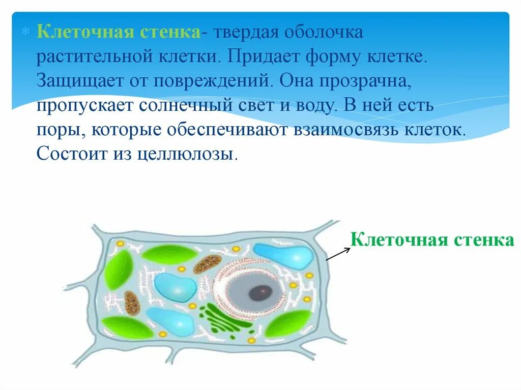 Оболочка и стенка растительной клетки. Строение растительной клетки. Клеточная стенка растений. Стенка клетки растительной клетки. Клеточная стенка животных состоит из