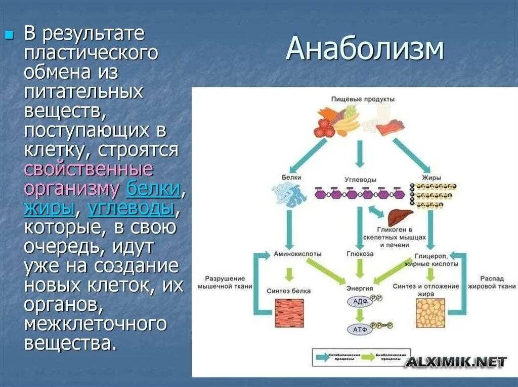 Необходимы для построения новых клеток и тканей. Обмен веществ пластический обмен Биосинтез белков. Анаболизм. Катаболизм и анаболизм схема.