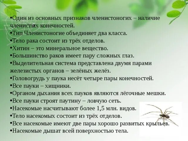 Один из основных признаков членистоногих наличие членистых. Характерно для представителей класса насекомые. Признаки класса насекомые. Класс насекомые общая характеристика.