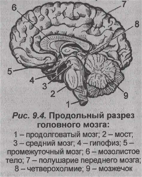 Рассмотрите рисунок с изображением мозга человека. Продольный разрез головного мозга. Строение головного мозга в продольном разрезе. Сагиттальный разрез головного мозга анатомия. Рис 80 структуры головного мозга.