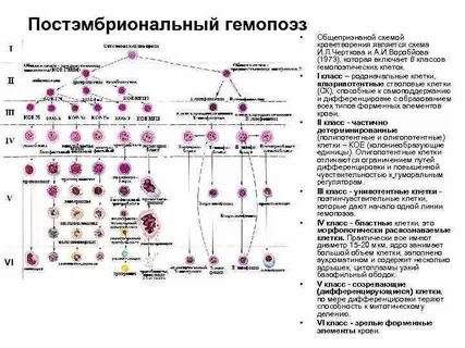 Гемопоэз