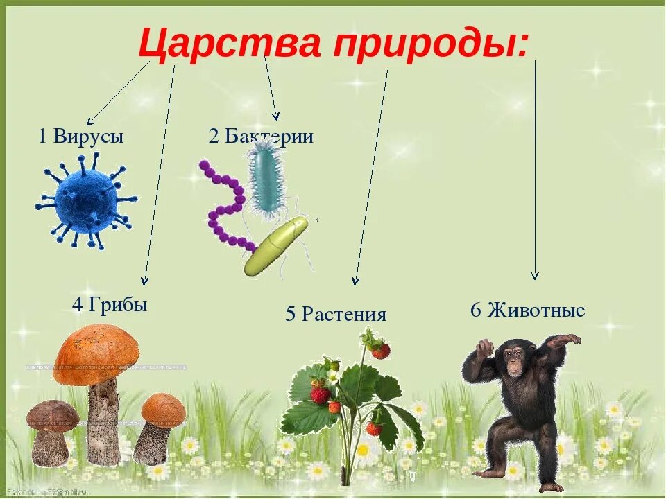 Таблица растения животные грибы 5 класс Сравнение клеток бактерий, растений, животных, грибов