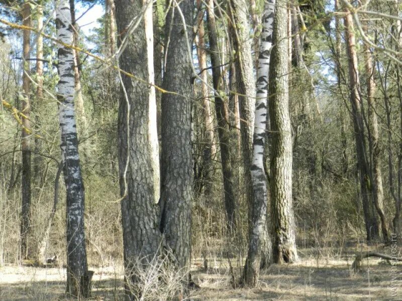 Индекс роща. Парк березовая роща москва. Березово- осиново-ольховый лес. Индекс роща. Индекс роща.