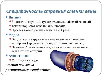 Наружный слой кровеносных сосудов называется