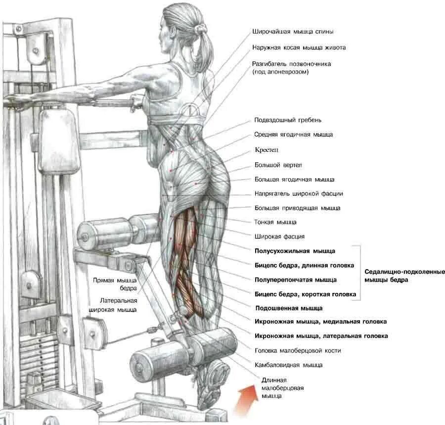 Как накачать внутренние мышцы. Сгибание голени в тренажере стоя. Сгибание ног в тренажере стоя. Сгибание ног в тренажере на бицепс бедра. Тренажер для прокачки внутренних мышц бедра.