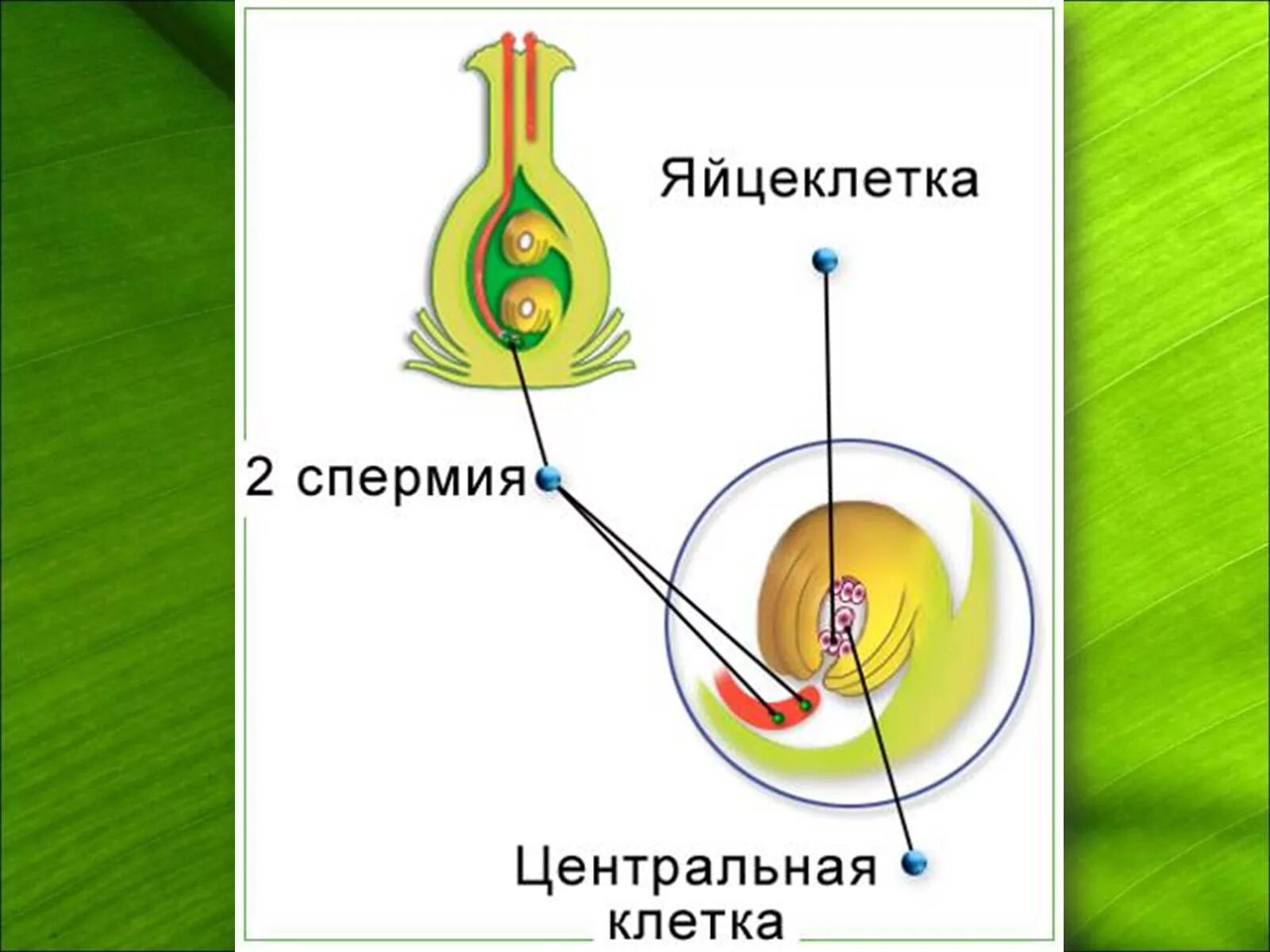 Процесс двойного оплодотворения цветковых растений. Спермий цветковых растений. Схема двойного оплодотворения у цветковых растений 6 класс биология. Двойное оплодотворение у цветковых растений.