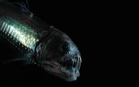 Scary fish