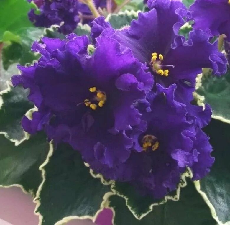 Virtual Violet :: Просмотр темы - ВаТ-Африка (Т.Валькова)