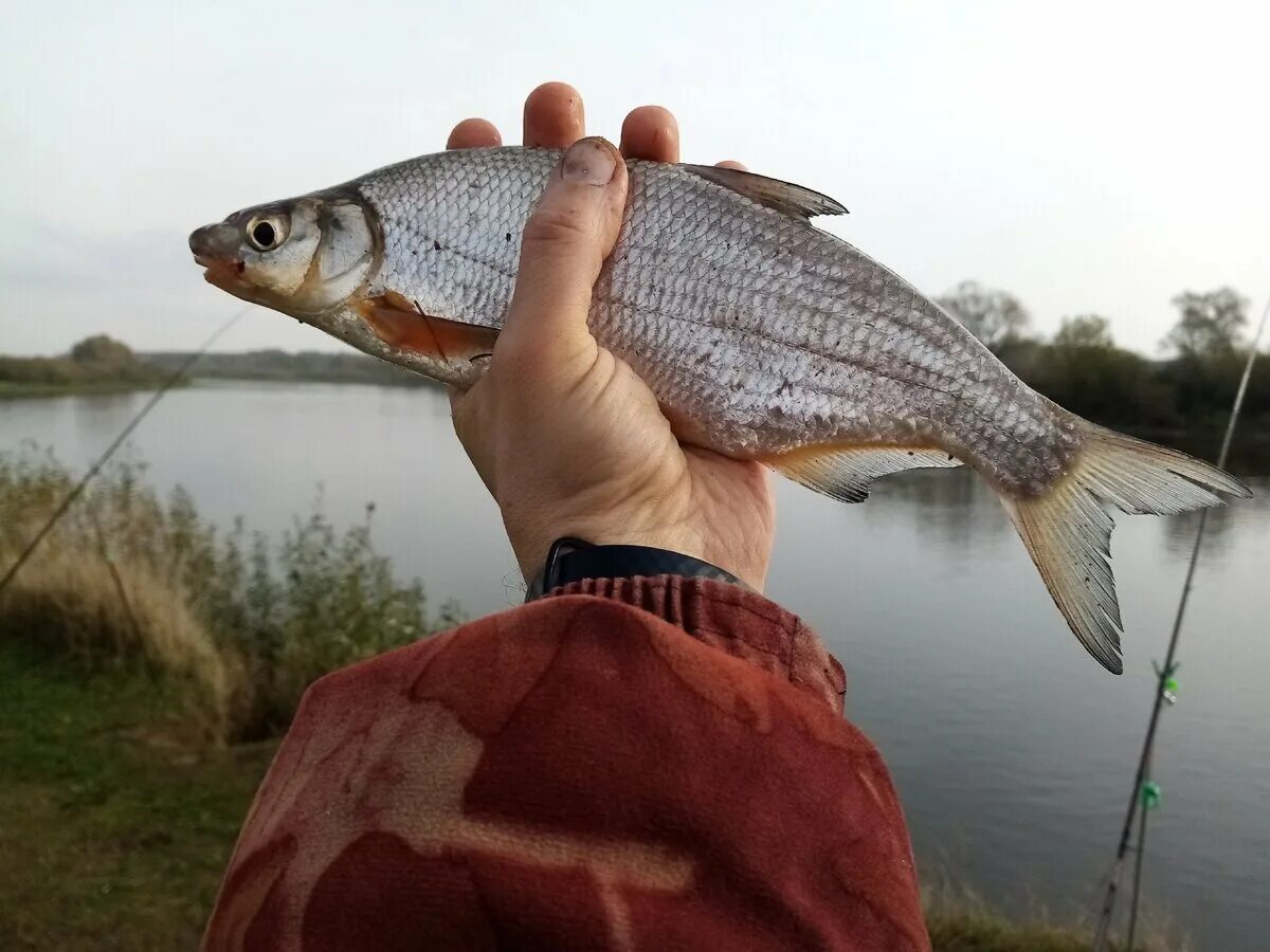 Рыбец. Рыбец Донской. Сырть. Сырть рыба.