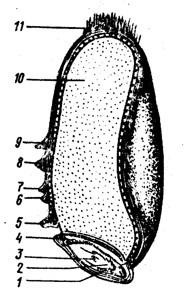 Строение зерновки кукурузы. Строение зерновки ржи. Строение зерна пшеницы зерновки. Продольный разрез зерновки кукурузы.