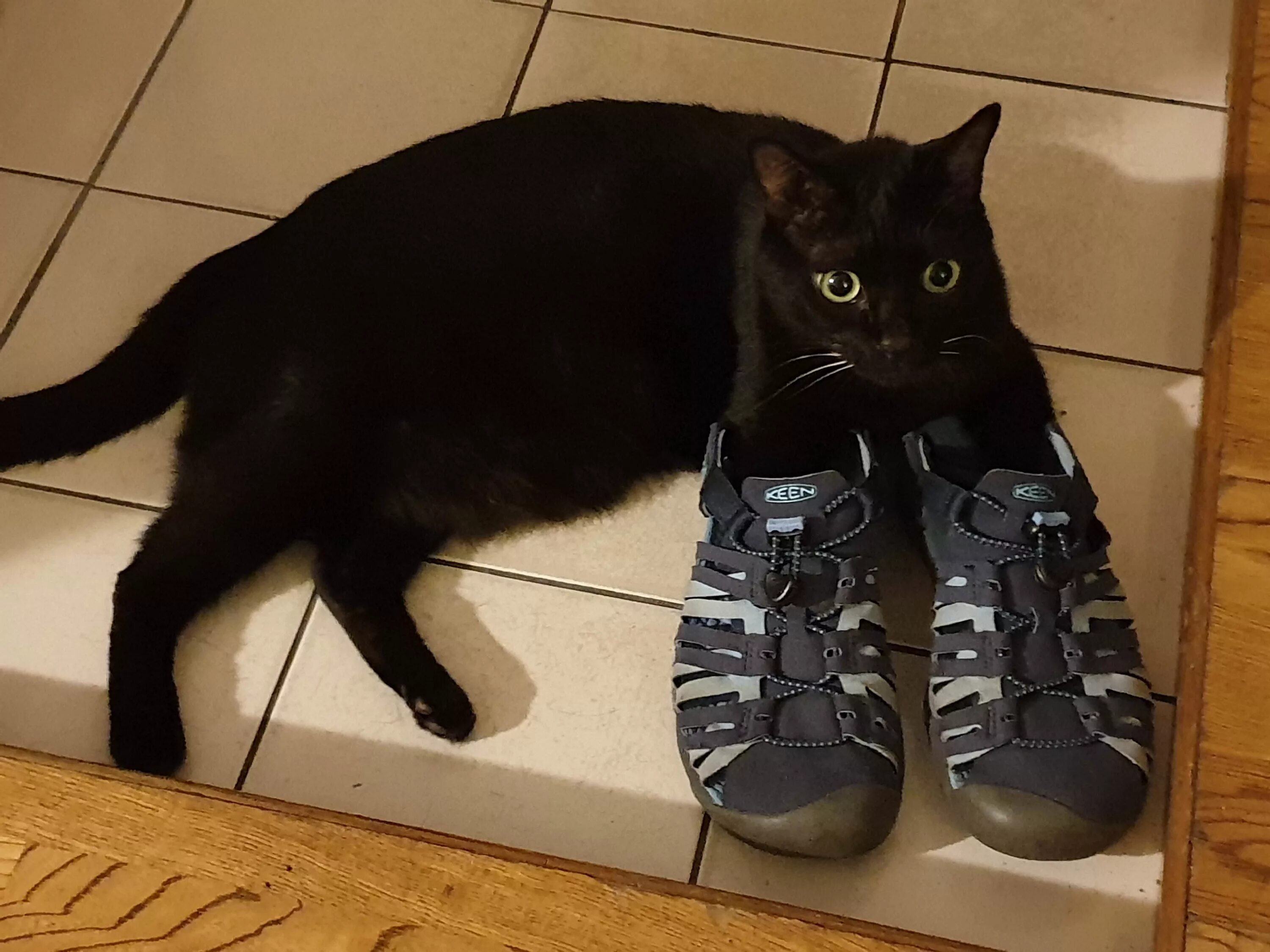 Кошки в тапках. Коты обувь. Смешной черный кот. Коты обувь женская. His cat likes