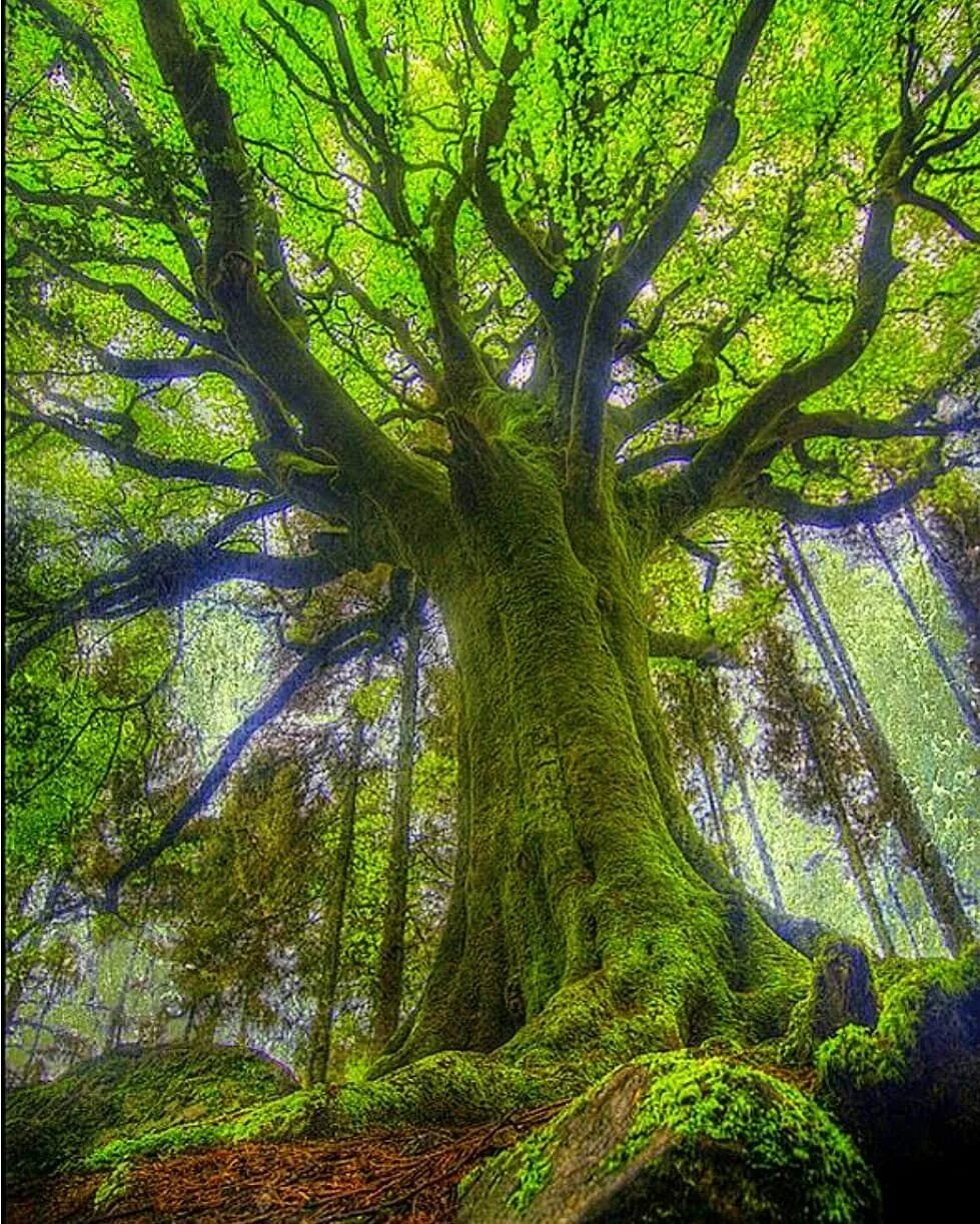 Tree to tree
