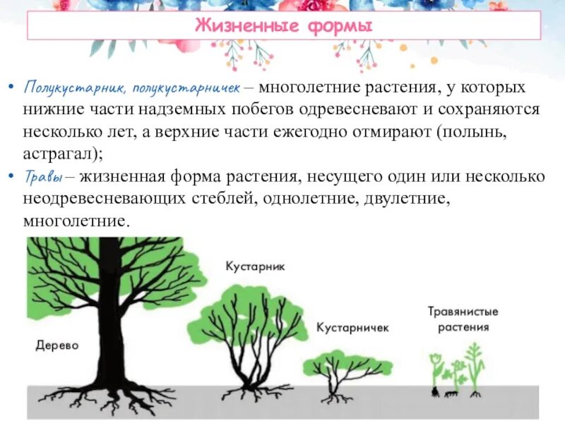 Жизненная форма дерева. Жизненная форма кустарник. Жизненная форма полукустарничек. Жизненная форма растений у которой нижняя часть.