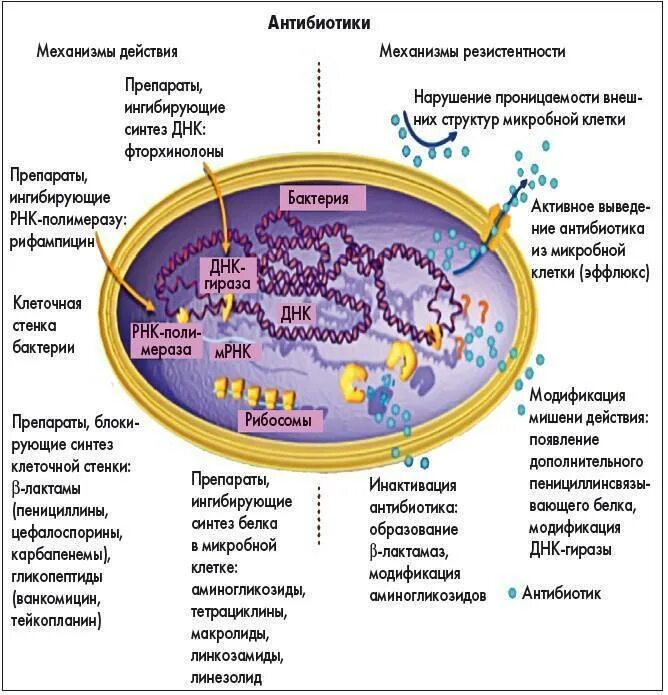 Антибиотики резистентность бактерий. Схема механизм устойчивости микробов к антибиотикам. механизмы антимикробного действия антибиотиков. механизмы развития резистентности к антибиотикам у бактерий. механизм воздействия антибиотиков на бактерии.