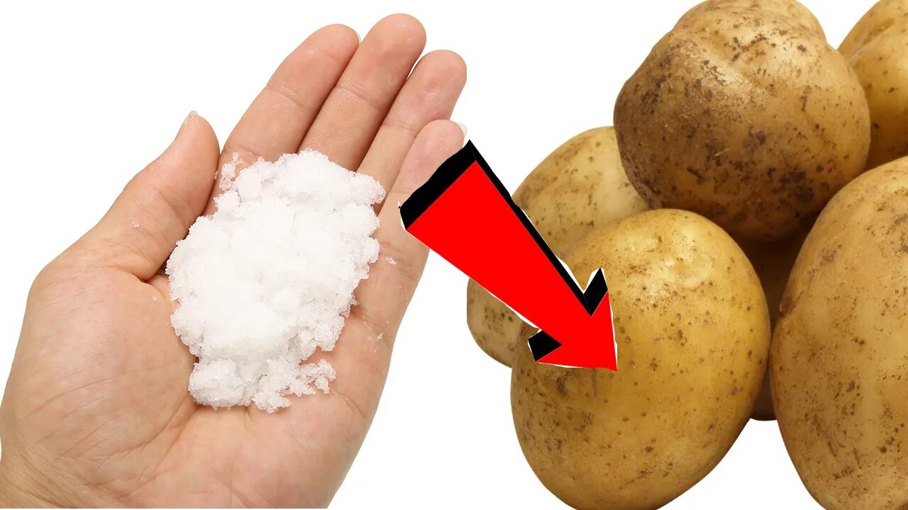 Можно ли сыпать картошку. Удобрение для картофеля. Подкормка картофеля при посадке в лунку. Удобрение для картошки при посадке в лунку. Азотосодержащее удобрение для картофеля.