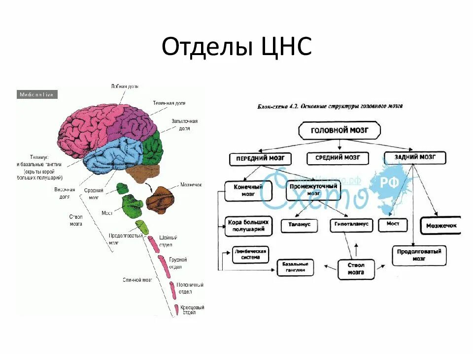 Подразделения нервной системы. Центральная нервная система структура отделы и функции. Структуры и отделы центральной нервной системы. ЦНС головной мозг строение. Основные отделы центральной нервной системы человека схема.