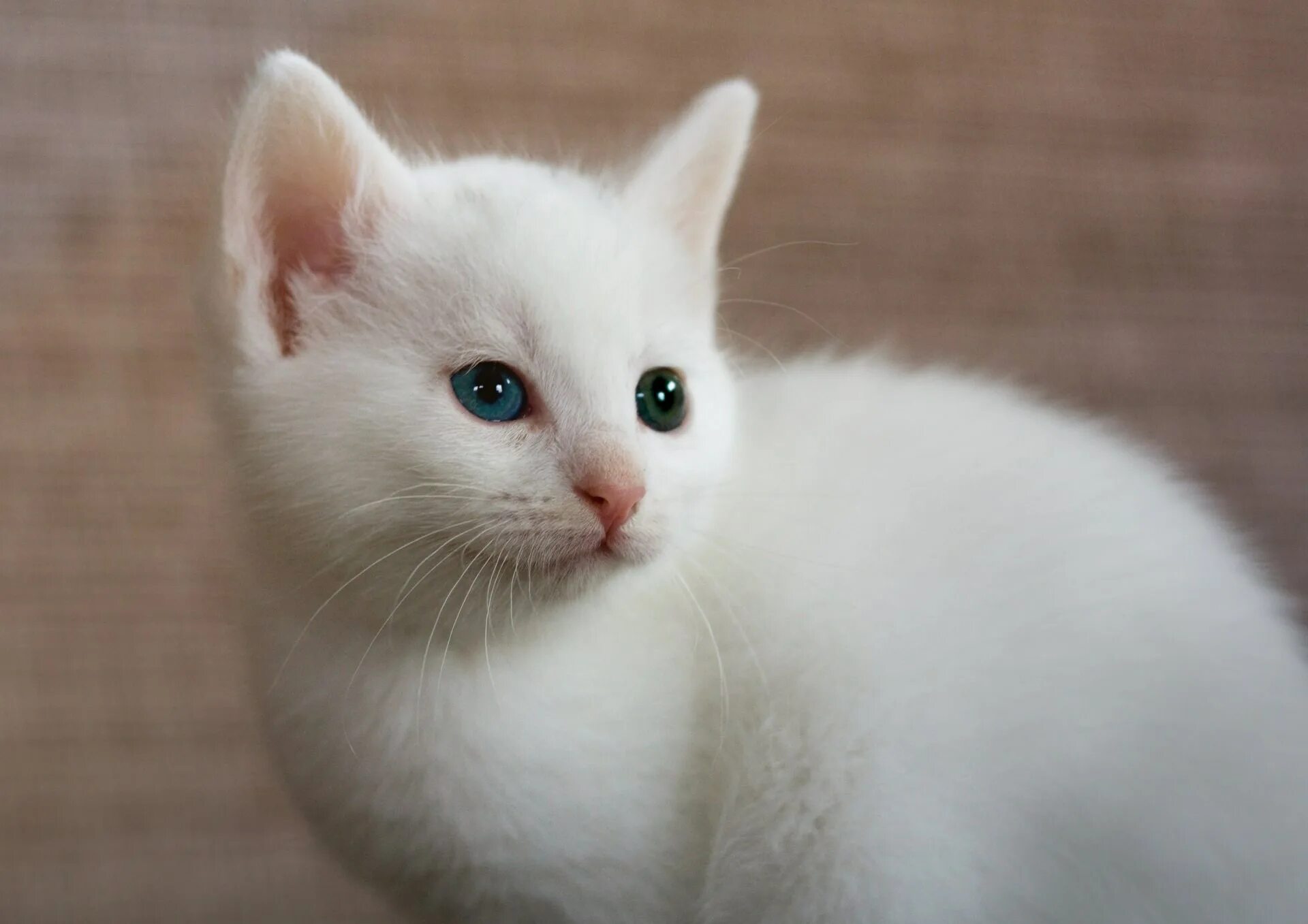 Маленький котенок. Белый котенок. Маленьких белых кошек. Милый белый котенок. Белый котенок.