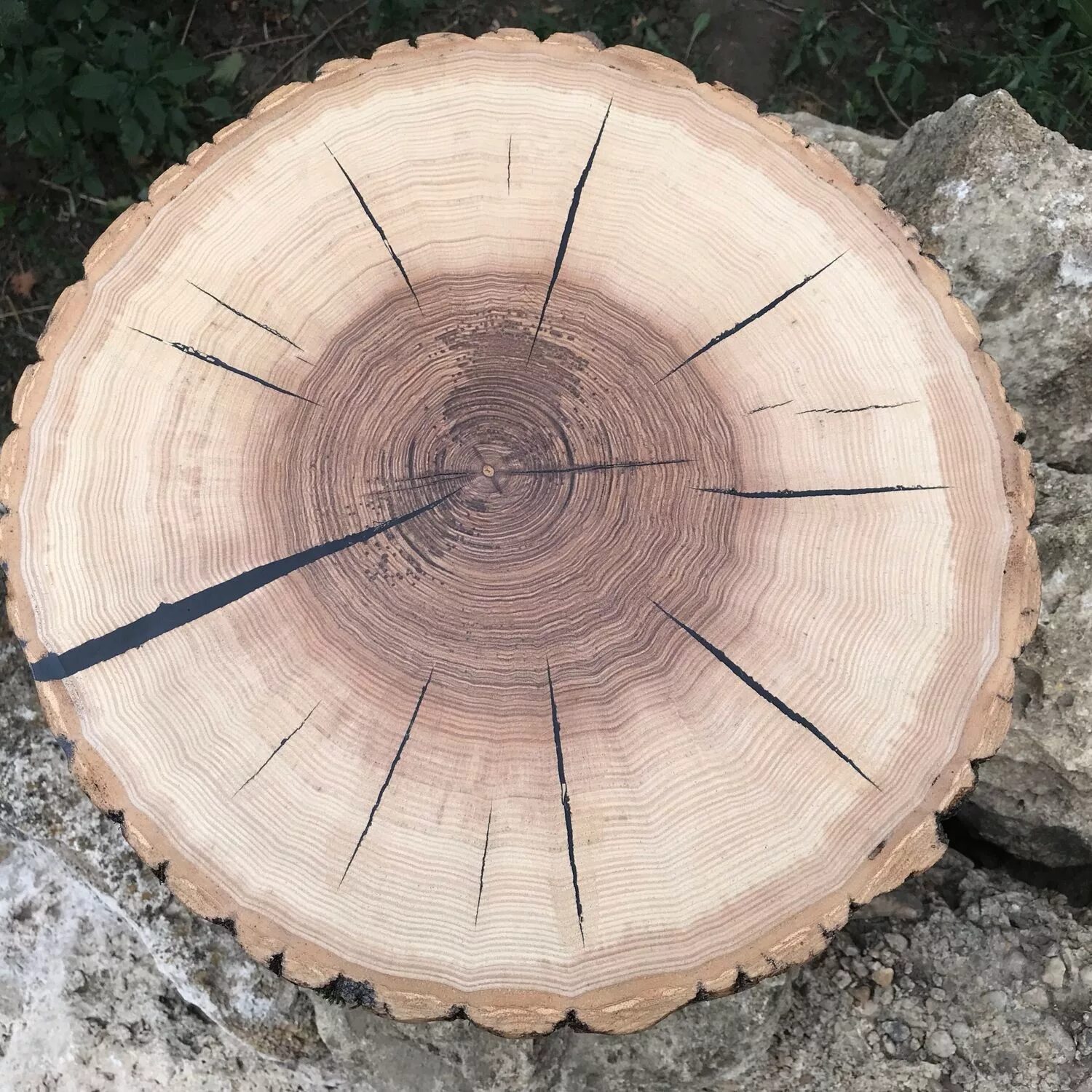 Подставка спил. Из спилов дерева. Подставка спил. Деревянный спил подставка. Подставка спил.