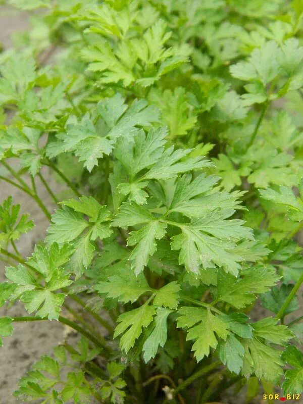Кинза запах и вкус. Кервель петрушка. Oenanthe crocata. Пряная зелень кервель. Любисток трава.