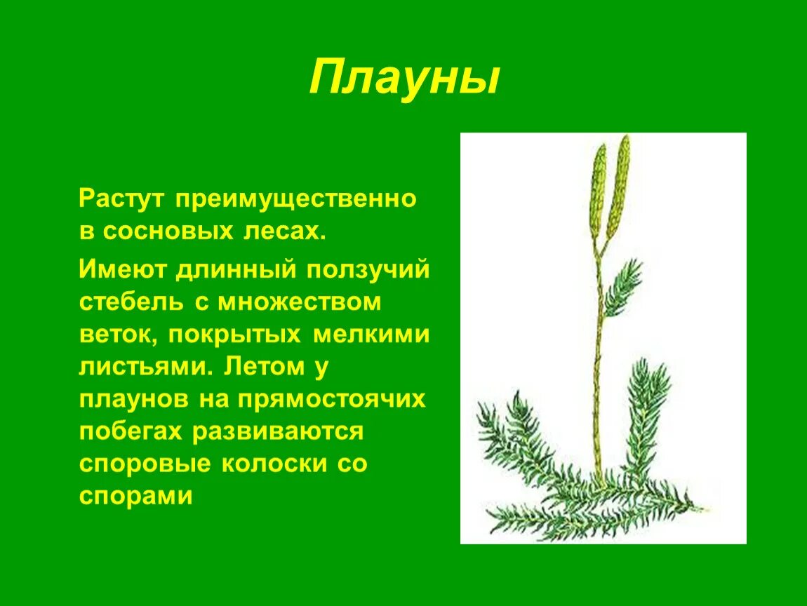 Стебель плаунов. Побег плауна. Стебель плауна булавовидного. Стебель плауна прямостоячий. Плаун ползучий