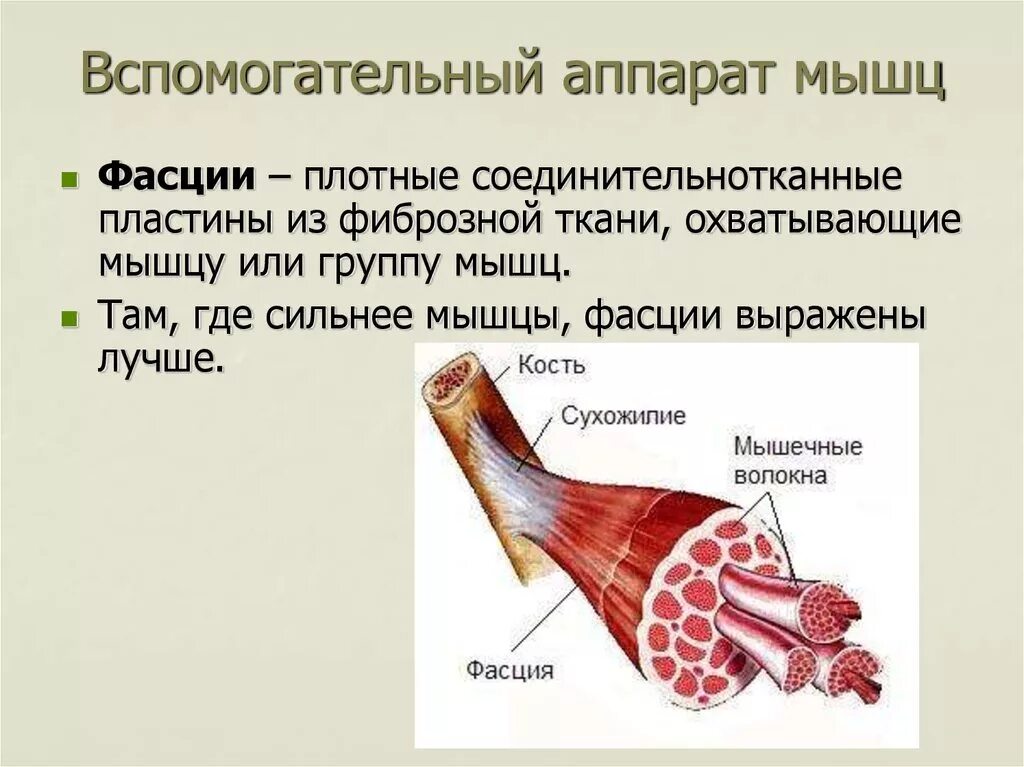 Мышца анатомия строение фасция. Вспомогательный аппарат скелетных мышц. Вспомогательный аппарат мышц анатомия. Строение классификация вспомогательные аппараты мышц.