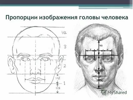 5 правильных пропорций