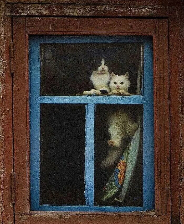 Кот под окном. Котик у окна. Кошки на окошке. Кот на окне. Коты в окне.