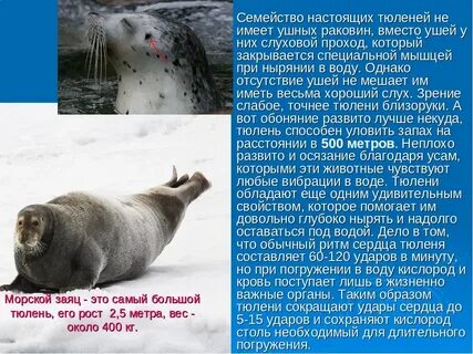 Тюлень какая природная зона