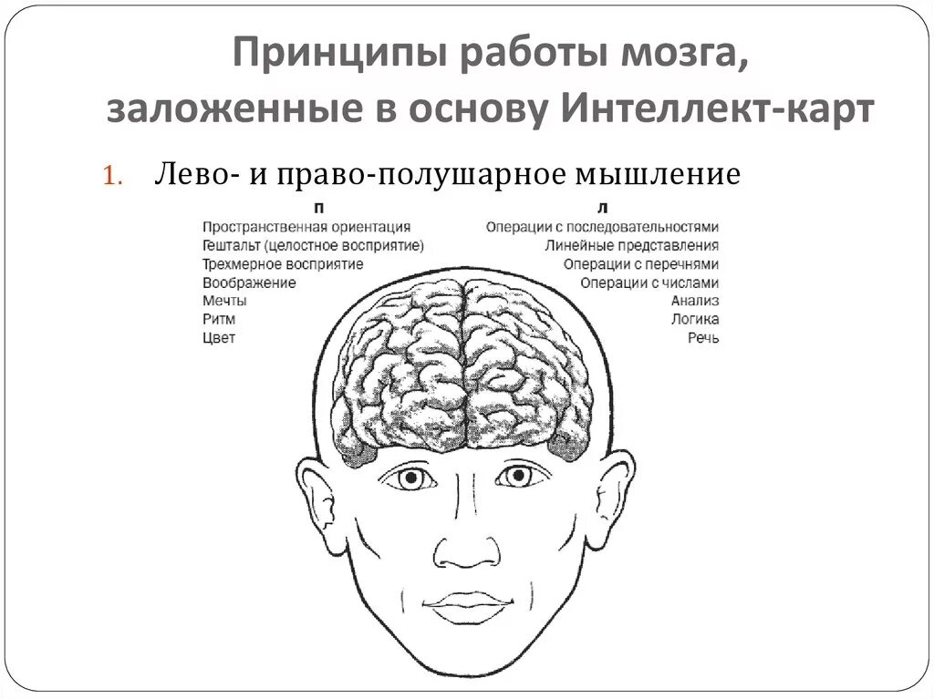 Принципы деятельности мозга. Принципы работы мозга. Интеллектуальная карта мозг. Основные принципы работы мозга. Мышление и интеллект.