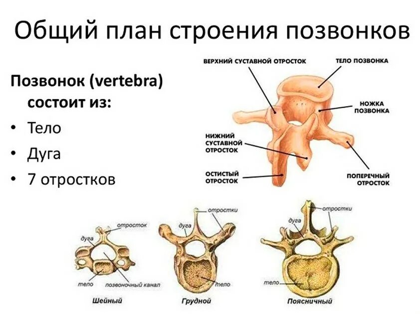 Анатомическое строение позвонка. Схема строения позвонка отростки. Строение позвонка отделы человека анатомия. Строение скелета человека пзванка.