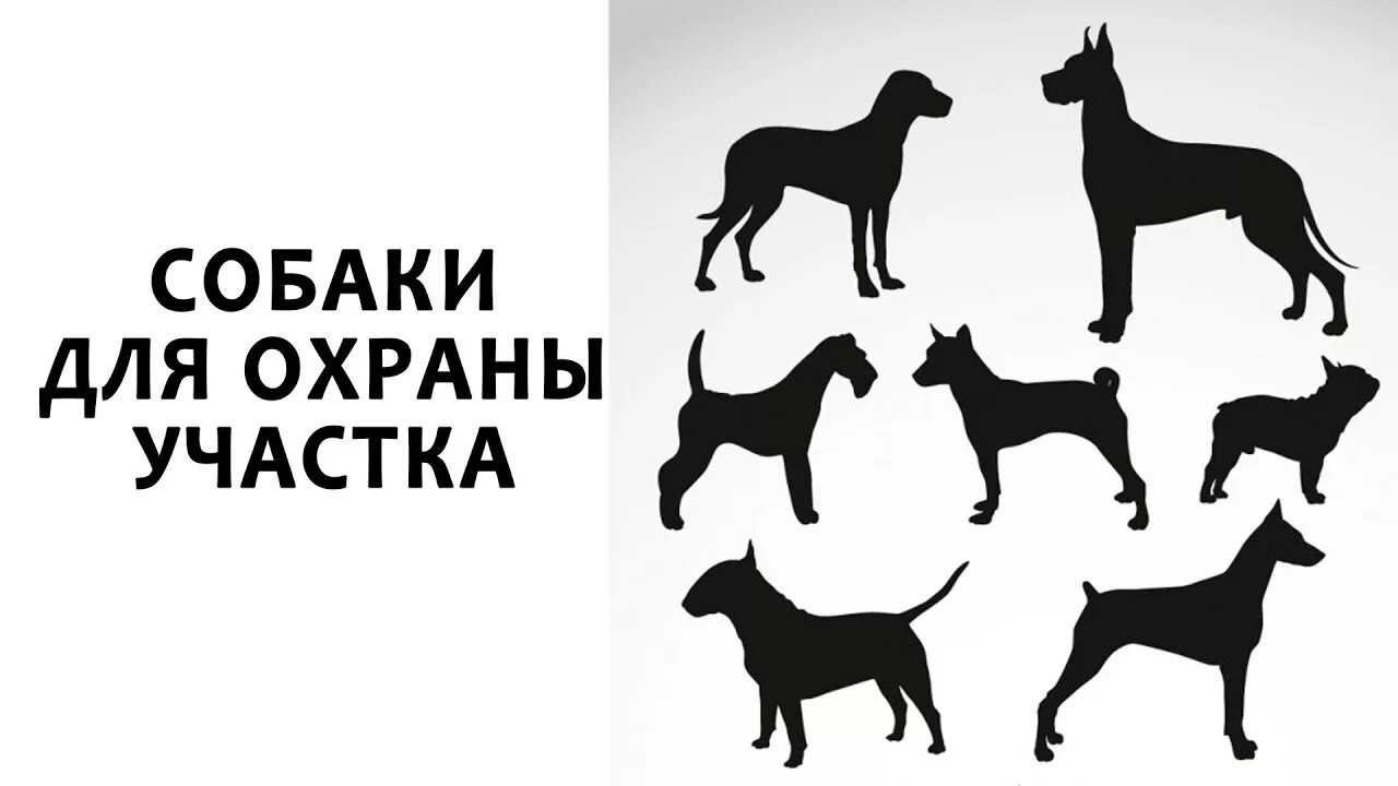 Какие собаки подходят для охраны частного дома. Собака для охраны участка. собаки охранники. семейная собака для охраны. топ 10 собак для охраны.