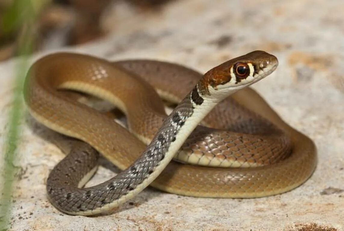 Armenian Viper (Montivipera raddei) Armenia cowyeow Flickr