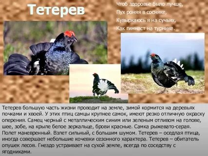 Где обитает тетерев