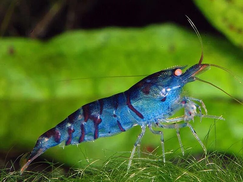Caridina cantonensis. Креветка Tiger Shrimp. Креветка неокоредин голубая. Креветка тигровая аквариумная синяя.