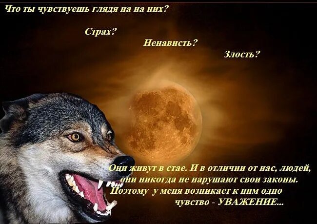 Мы люди а они нет