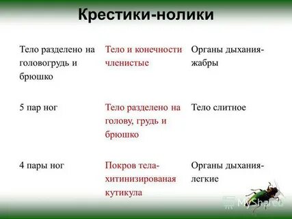 Насекомые головогрудь и брюшко