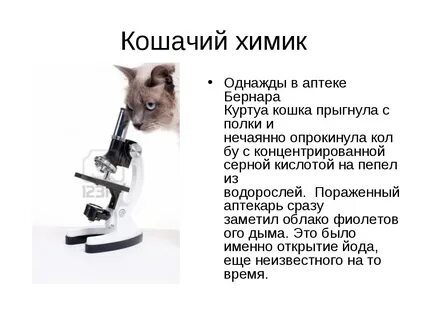 Химический кот