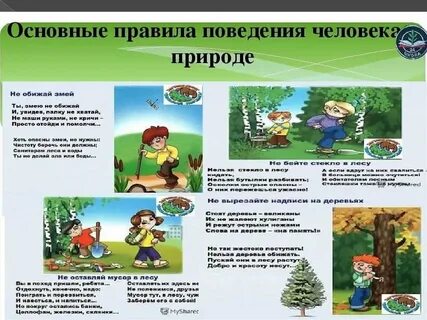 День безопасного поведения в лесу