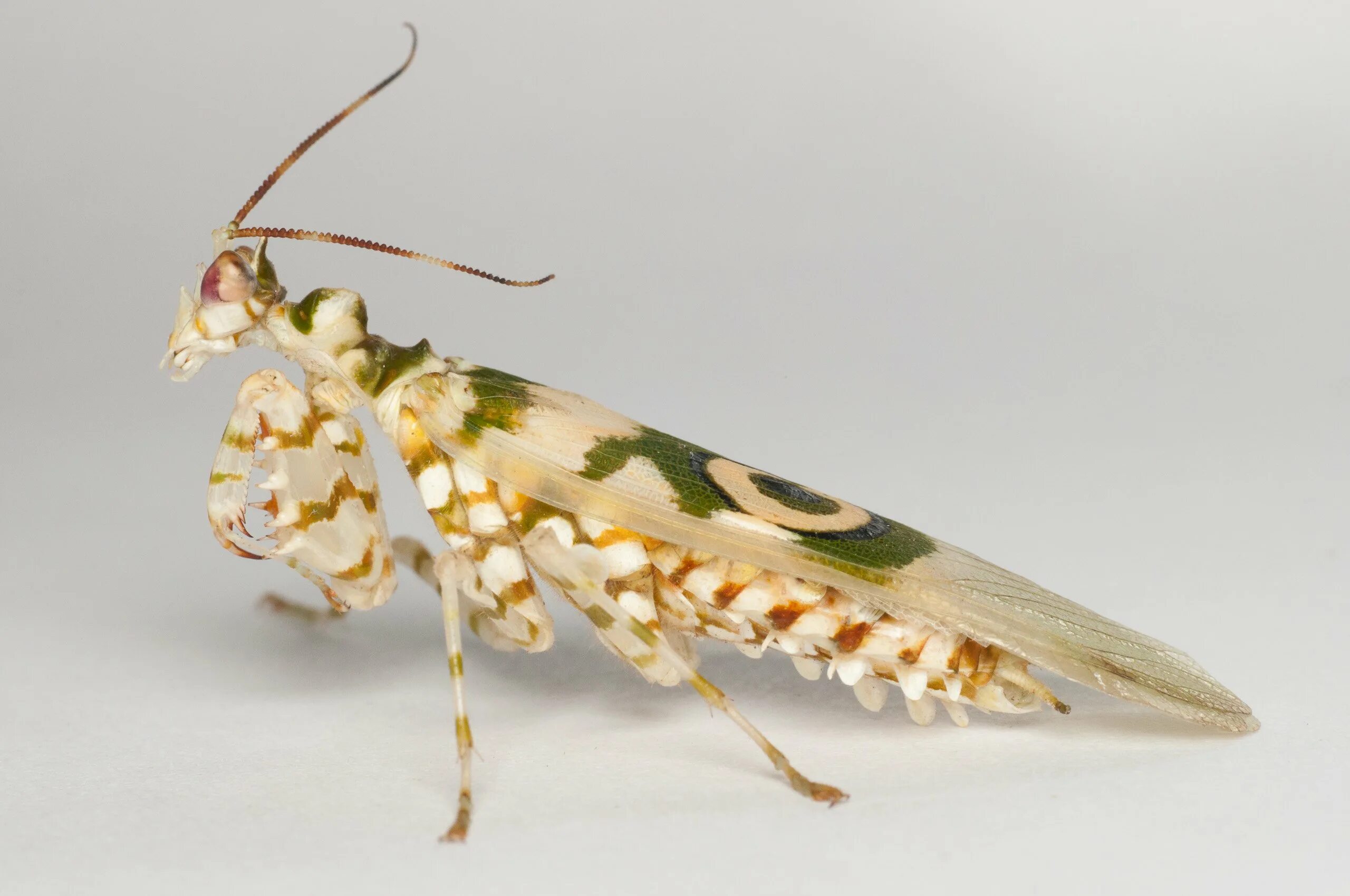 Богомол Pseudocreobotra wahlbergii. Spiny Flower Mantis (Pseudocreobotra wahlbergii). Цветочный богомол Creobroter gemmatus. Богомол Мантис(бабочка).