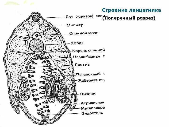 Строение ланцетника поперечный разрез. Поперечный разрез ланцетника в области жаберных щелей. Схема строения ланцетника поперечные срезы. Поперечный срез ланцетника в области глотки.