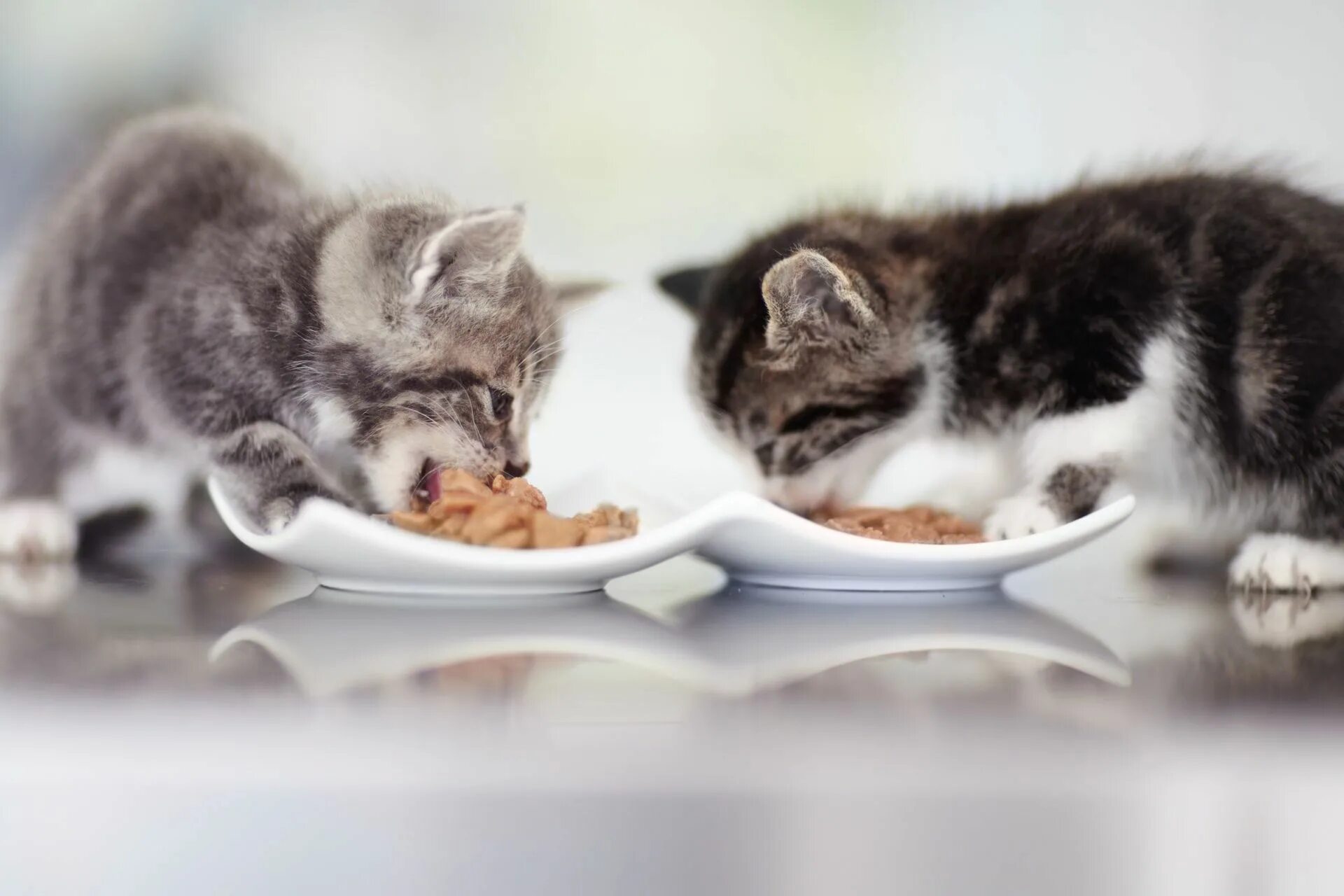 Котенок кушает. Котенок завтракает. Котенок ест корм. Еда для котят.